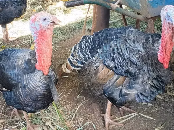 Turkeys — Кения
