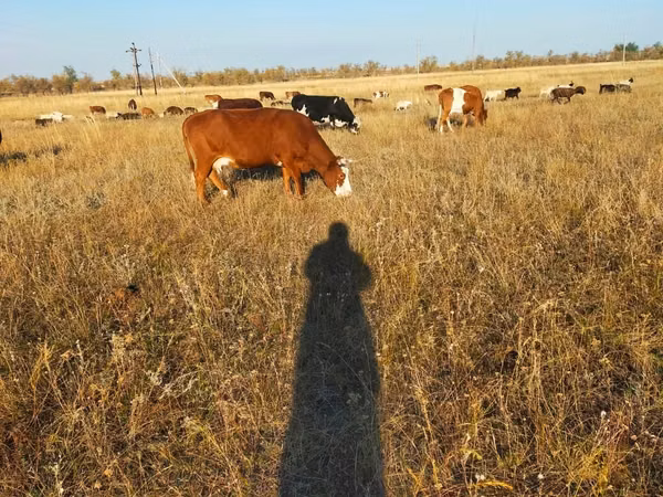 Cow, Latvian Blue cattle