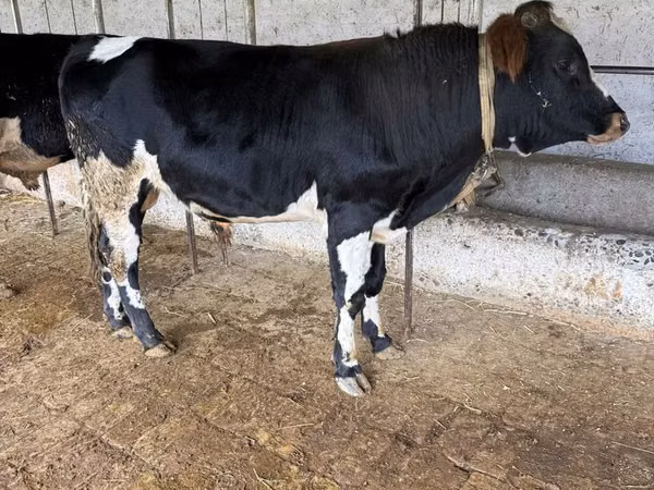 Bull, Russian Black pied cattle