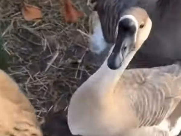 Geese — Uzbekistan