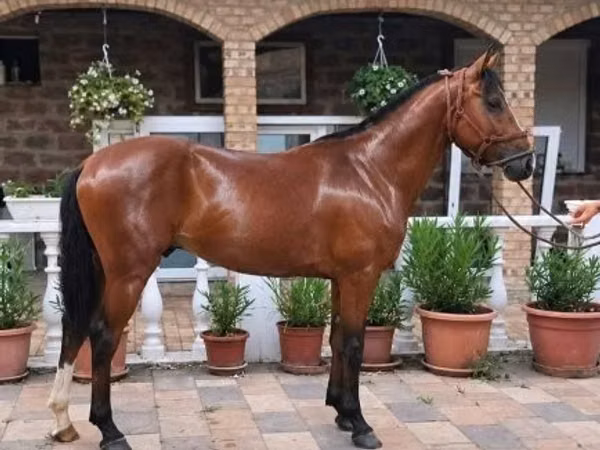 Horse (M), Horses — Hungary