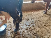 Vacă, Bovine — foto 1