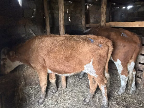 Sapi, Cattle