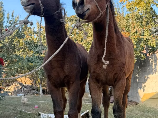 Cavallo, Cavalli
