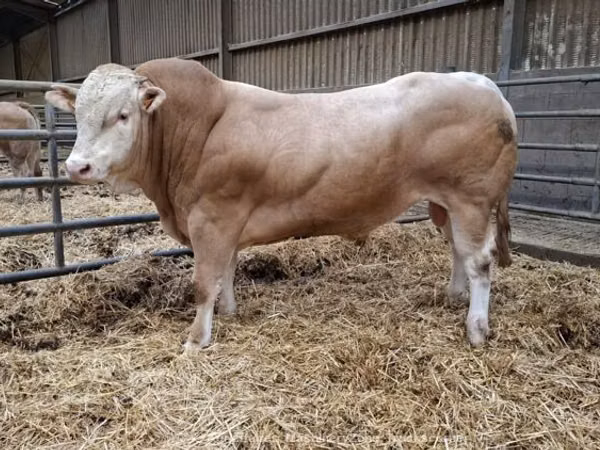 Bulle, Blonde d’Aquitane cattle — Vereinigtes Königreich