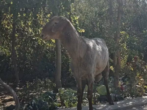 Ram, Arashan sheep