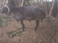 የጎትት አውራ በግ, Sheep — ፎቶ 3