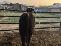 Bull, Simmental cattle — photo 6