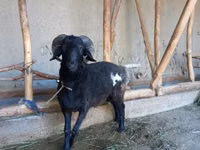 Ram, Sheep — photo 2