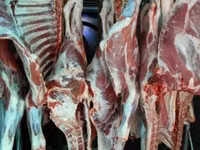 Lembu jantan, Cattle — foto 3