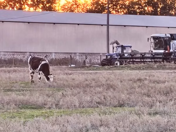 Cow, Russian Black pied cattle — Kazakhstan