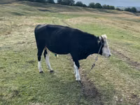 सांड, Russian Black pied cattle — फ़ोटो 3