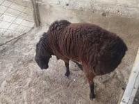 Ram, Sheep — photo 1