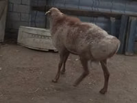 แกะตัวผู้, Hissar sheep — รูปภาพ 1