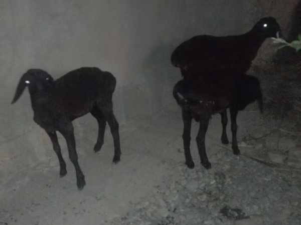 Sheep, Karakul sheep — Kyrgyzstan