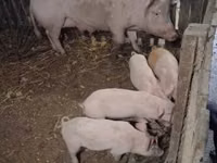 Babi (batch, jenis kelamin tidak disebutkan), Pigs — foto 3