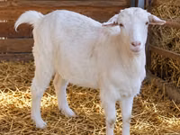 แพะตัวเมีย, Nubian Goat — รูปภาพ 3