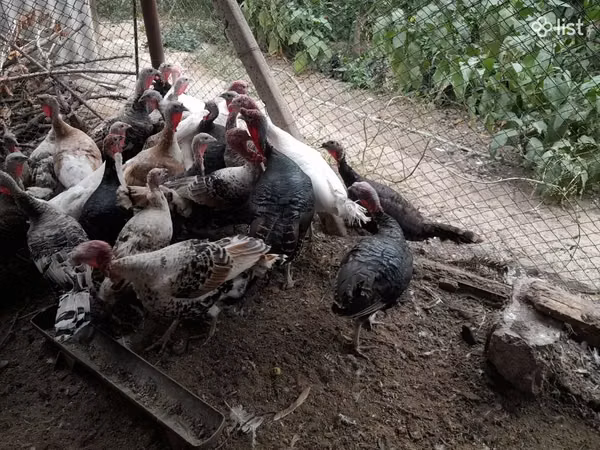 Turkeys
