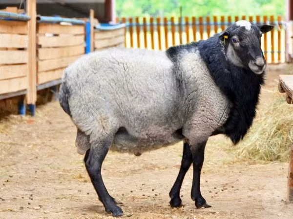 Kambing jantan, Romanov sheep