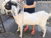 Jarac, Nubian Goat — fotografija 1