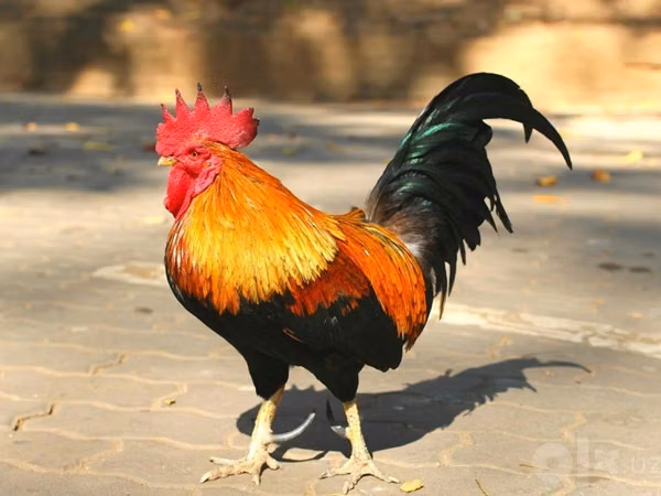Chickens