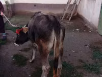Bull, Swiss cattle — photo 3