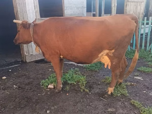 雌牛, Latvian Blue cattle — カザフスタン