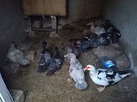 Muscovy domestica — foto 3