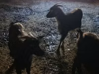 بز ماده, بز — عکس 5