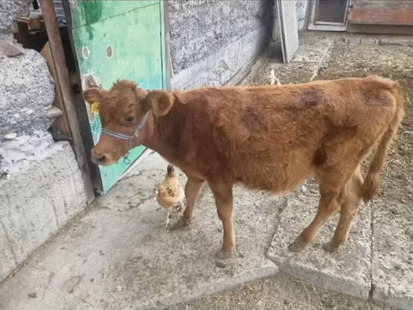 Cow, Latvian Blue cattle — Kazakhstan