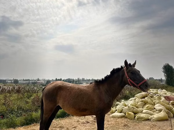 Pferde (Partie, Geschlecht nicht angegeben), Kyrgyz Horse