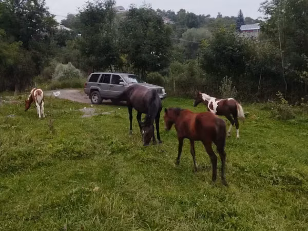 Mare, Horses — Armenia