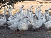 Geese — photo 3