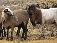 میش, Cameroon sheep — عکس 1