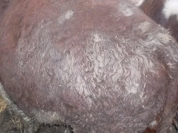 Bik, Russian Black pied cattle