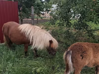 კვიცი, Australian Pony — ფოტო 5