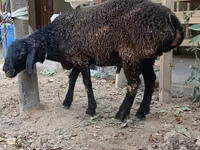 Ram, Sheep — photo 8