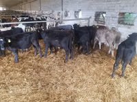 گاو و گوساله (گروه، جنسیت مشخص نشده), Simmental cattle — عکس 6