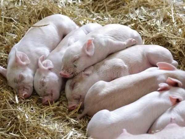 Pigs (batch, sex not specified), Pigs