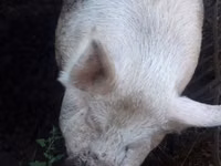 Boar, Pigs — photo 1