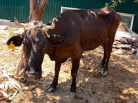 Vache, Bovins — photo 2