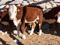Cattle (batch, sex not specified), Kazakh White-headed cow — photo 1