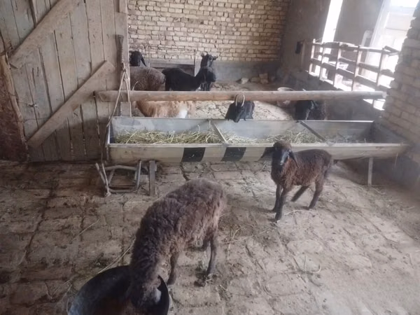 Sheep (batch, sex not specified), Sheep