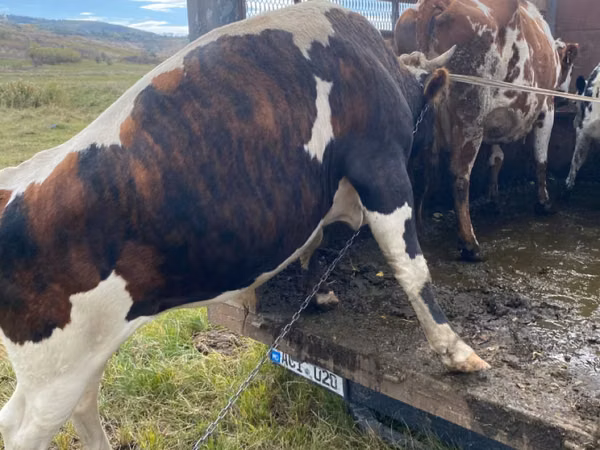 گاو ماده, Simmental cattle