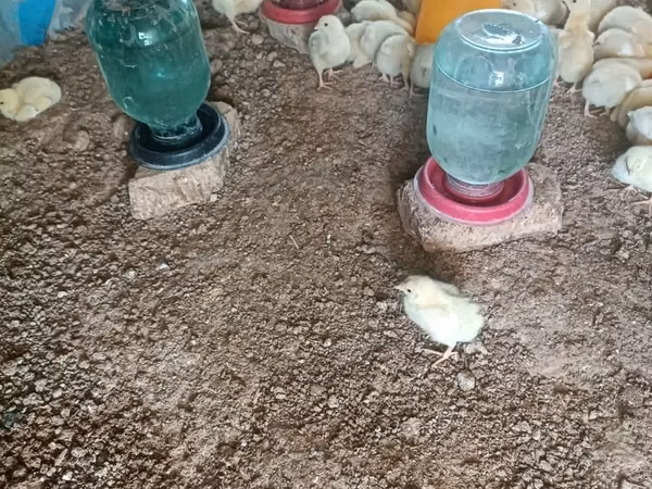 Chickens — Uzbekistan