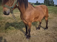 Kobyła, Konie — zdjęcie 1
