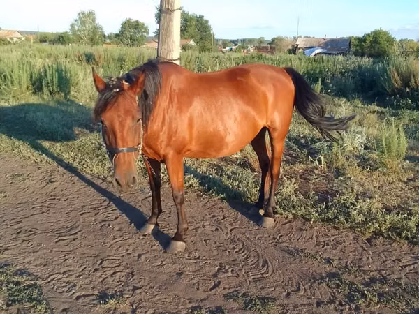 Mare, Horses — Kazakhstan