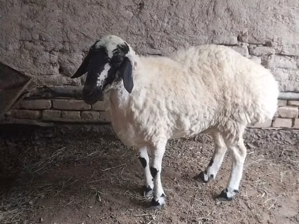 Sheep, Sheep — Uzbekistan