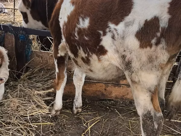 सांड, Simmental cattle — अज़रबैजान