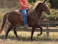 Mare, Rocky Mountain Horse — photo 5